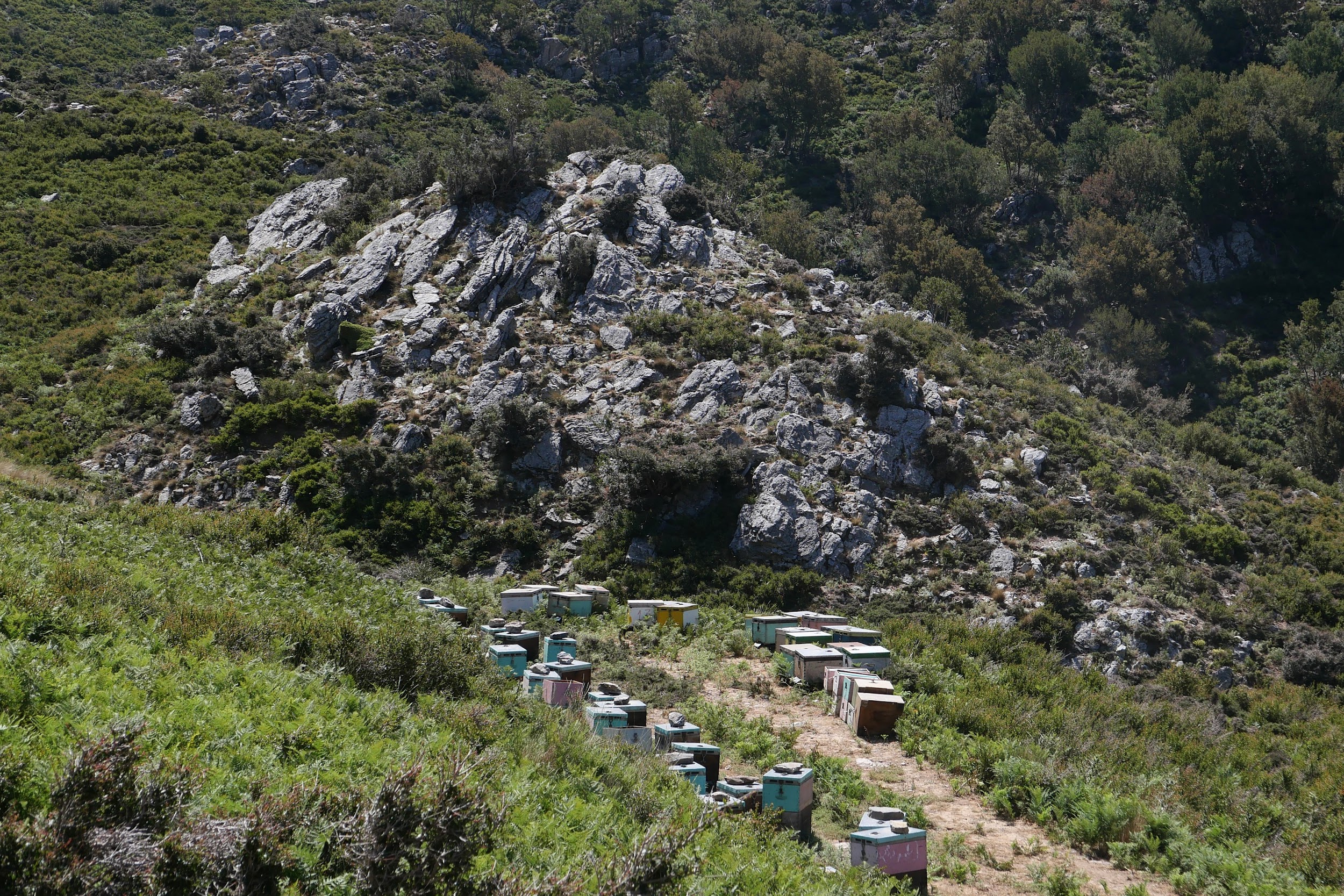 Μέλι Terra Verde
